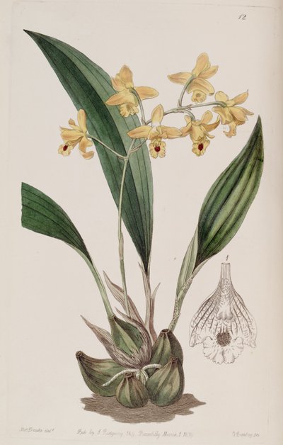 Bifrenaria vitellina (als syn. Maxillaria vitellina) door Miss Drake